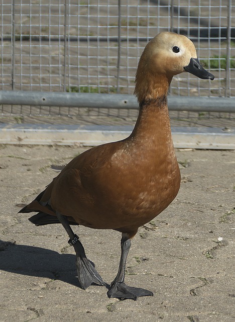 賽階段憑藉